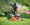 3.Start a lawn mowing business