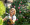 5.Garden Business