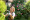 A smiling middle-aged woman pruning a hedge